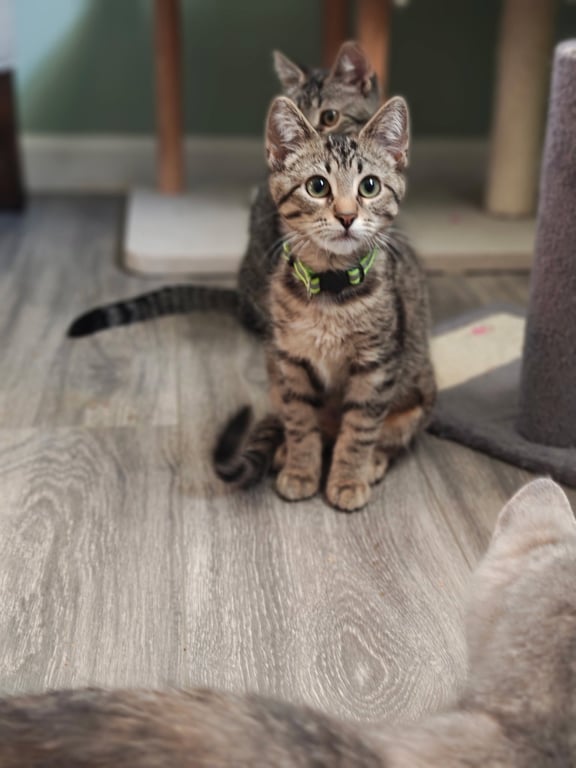 Cleo Image