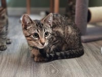 Cleo - Photo 2