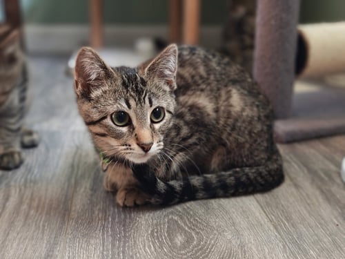 CLEO - Domestic Short Hair available for adoption