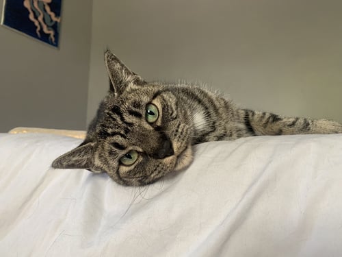 BEBE - Domestic Short Hair available for adoption