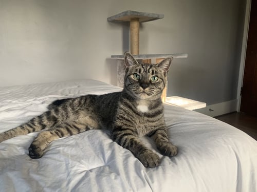 BEBE - Domestic Short Hair available for adoption