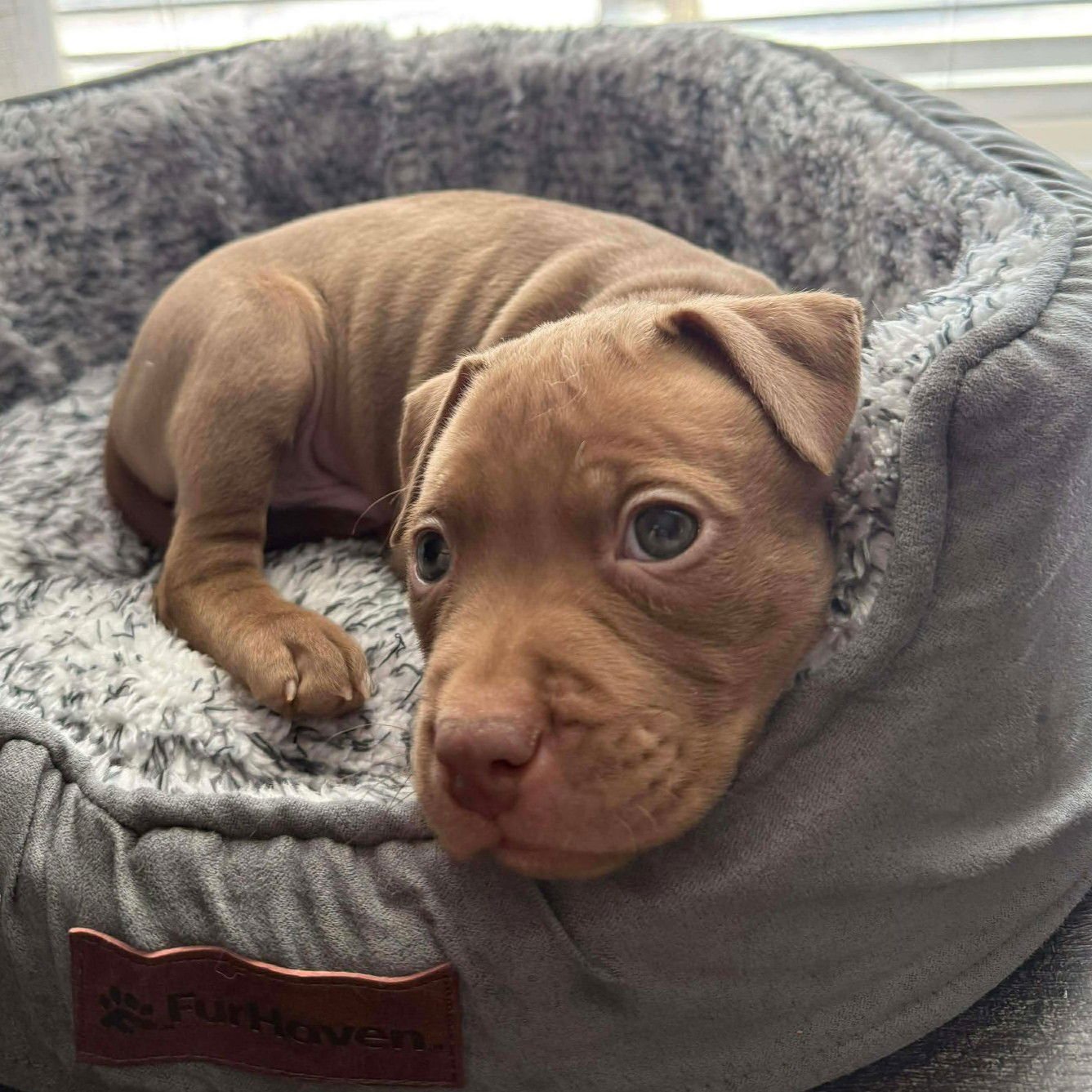 WALLACE - Pit Bull Terrier available for adoption