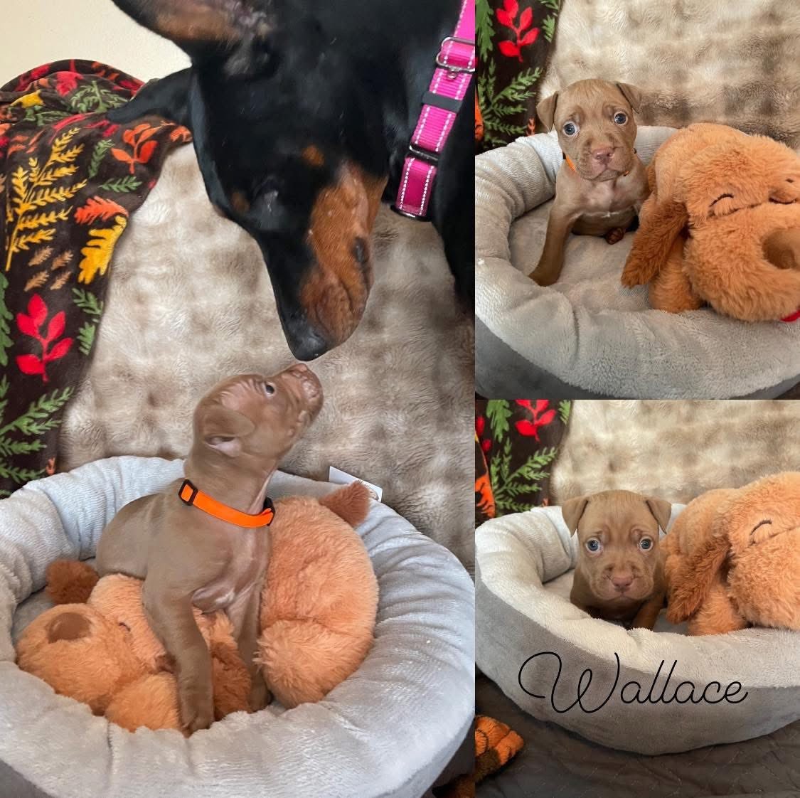 WALLACE - Pit Bull Terrier available for adoption