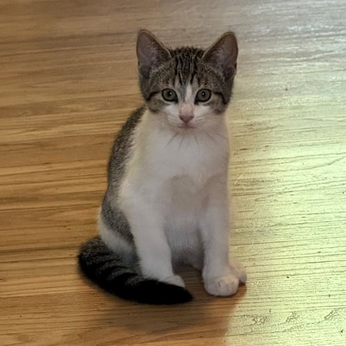 PIXEL - Domestic Short Hair available for adoption