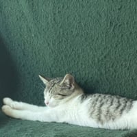 Pixel - Photo 3