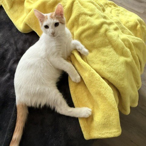 PUFF - Domestic Short Hair available for adoption