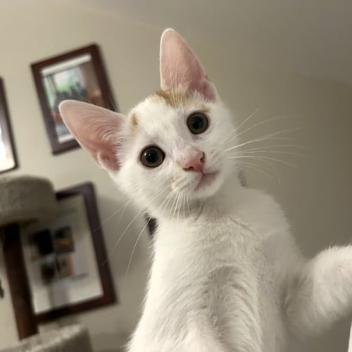 JESSE LEE - Domestic Short Hair available for adoption