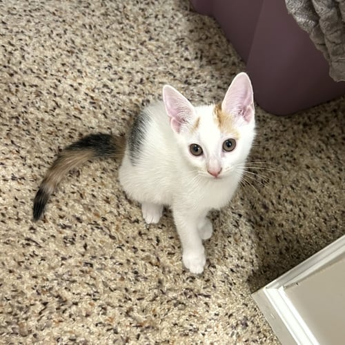 JESSE LEE - Domestic Short Hair available for adoption