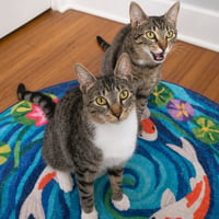 Calysto & Gabriele (bonded pair) - Photo 4