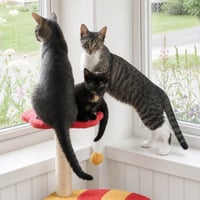 Calysto & Gabriele (bonded pair) - Photo 3