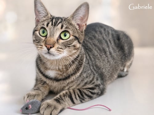 CALYSTO & GABRIELE (BONDED PAIR) - Domestic Short Hair available for adoption