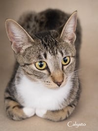 Calysto & Gabriele (bonded pair) - Photo 1