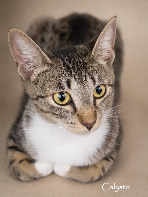 CALYSTO & GABRIELE (BONDED PAIR) - Domestic Short Hair available for adoption
