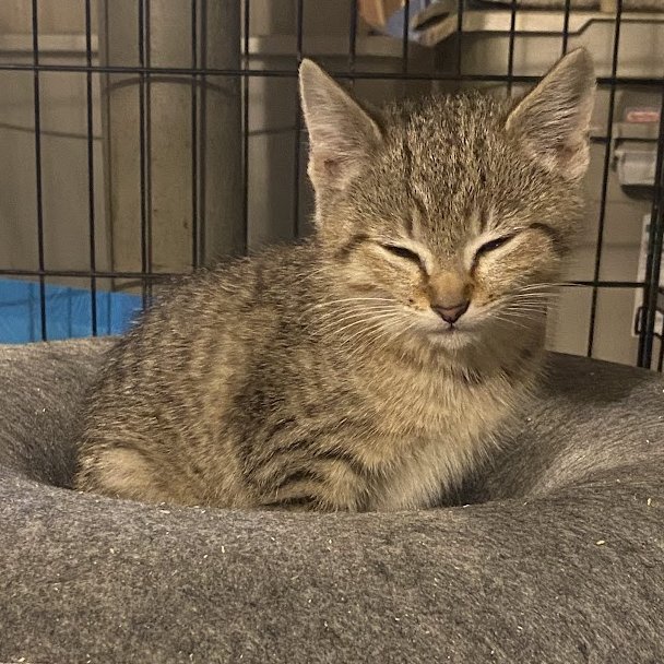 Tiger Baby Image
