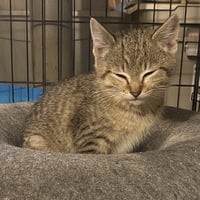 Tiger Baby - Photo 1