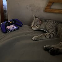 Tiger Baby - Photo 2