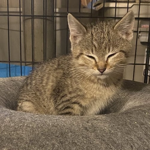 TIGER BABY - Domestic Short Hair available for adoption