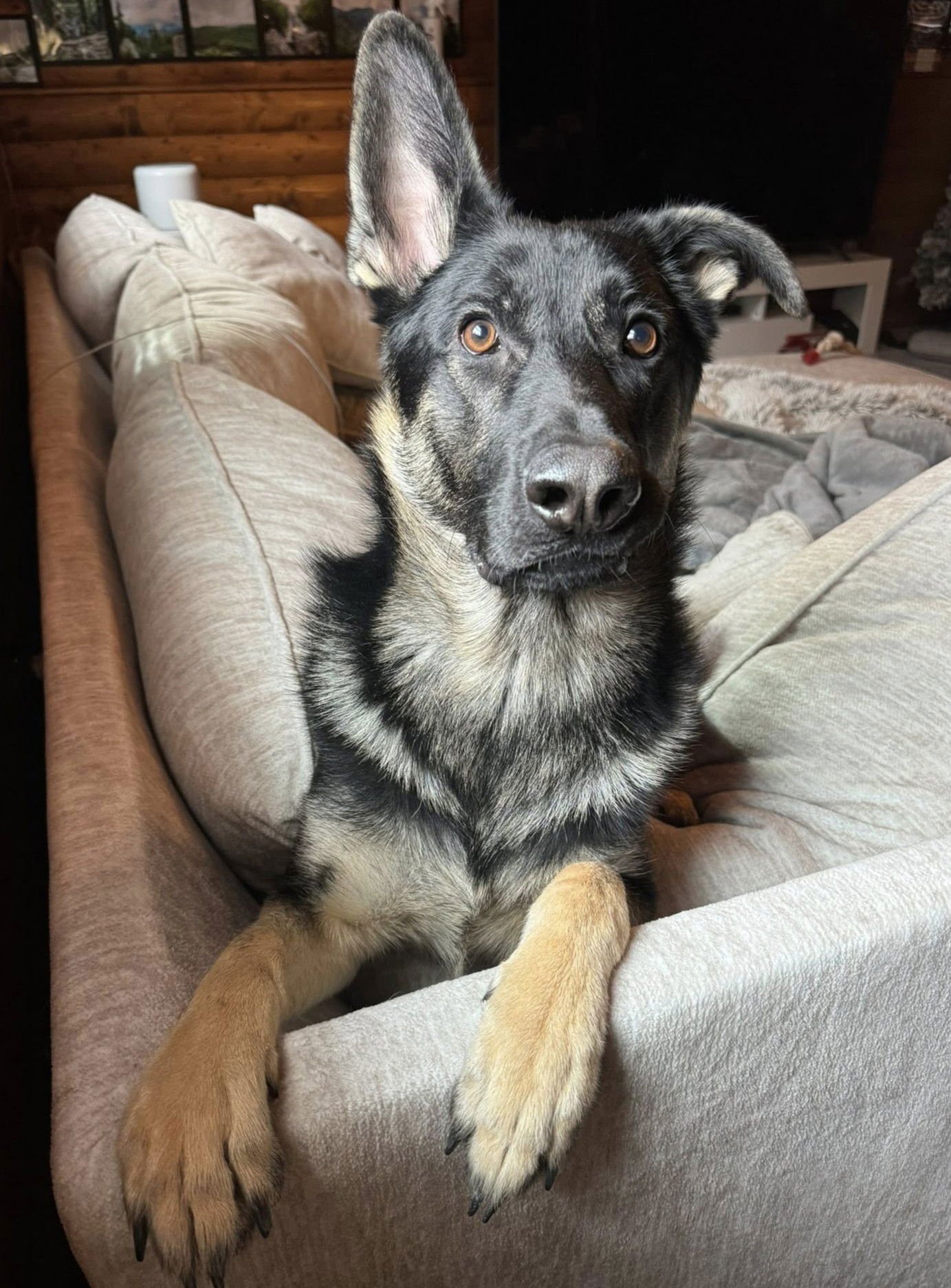 CUPID - German Shepherd Dog available for adoption
