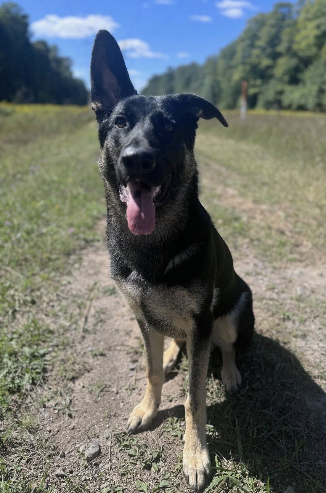 CUPID - German Shepherd Dog available for adoption