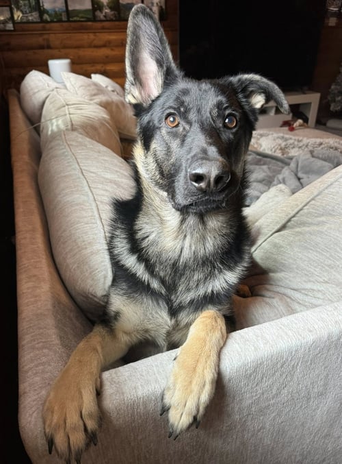 CUPID - German Shepherd Dog available for adoption