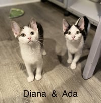 Diana - Photo 1
