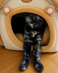 Zena - Photo 2