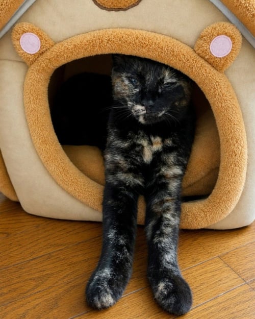 ZENA - Domestic Short Hair available for adoption