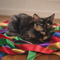 Zena - Photo 1