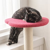 Zena - Photo 4