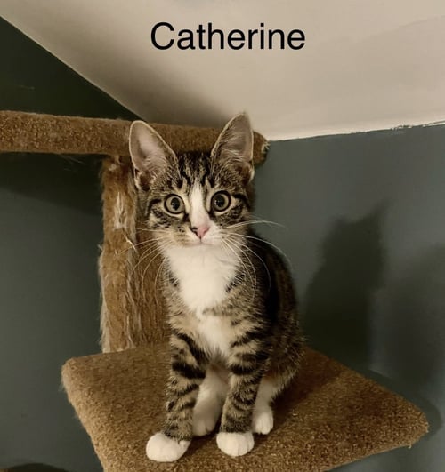 CATHERINE - Domestic Short Hair available for adoption