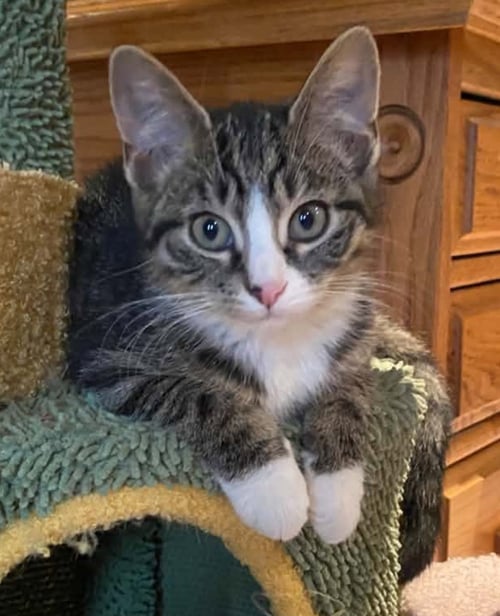CATHERINE - Domestic Short Hair available for adoption