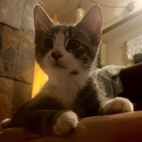HOLBROOK - Domestic Short Hair available for adoption