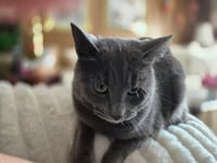 Katie Gray Paws - Photo 4