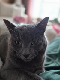 Katie Gray Paws - Photo 3