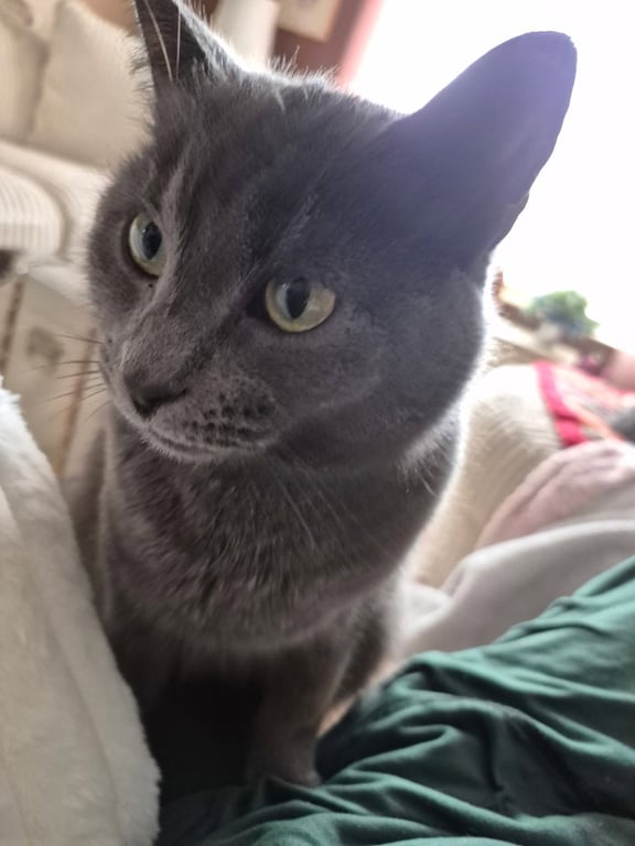 Katie Gray Paws Image