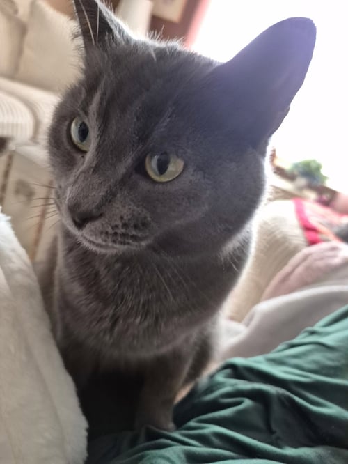 KATIE GRAY PAWS - Domestic Short Hair available for adoption
