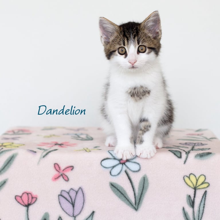 Dandelion Image