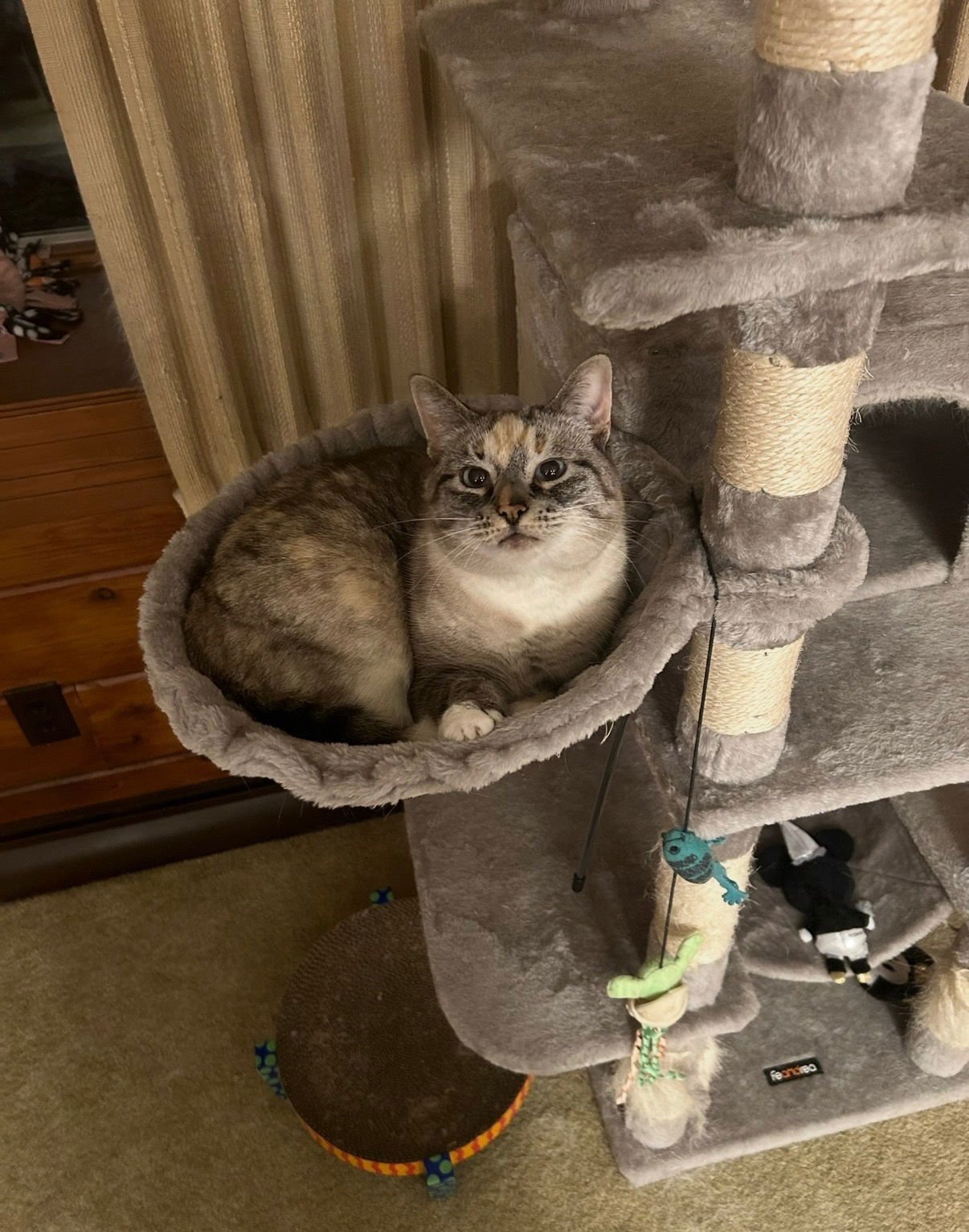 LIZZIE - Domestic Short Hair available for adoption