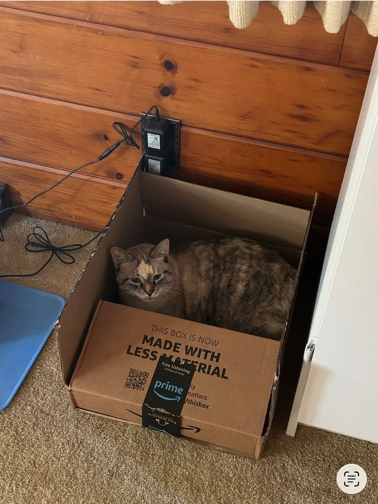 LIZZIE - Domestic Short Hair available for adoption