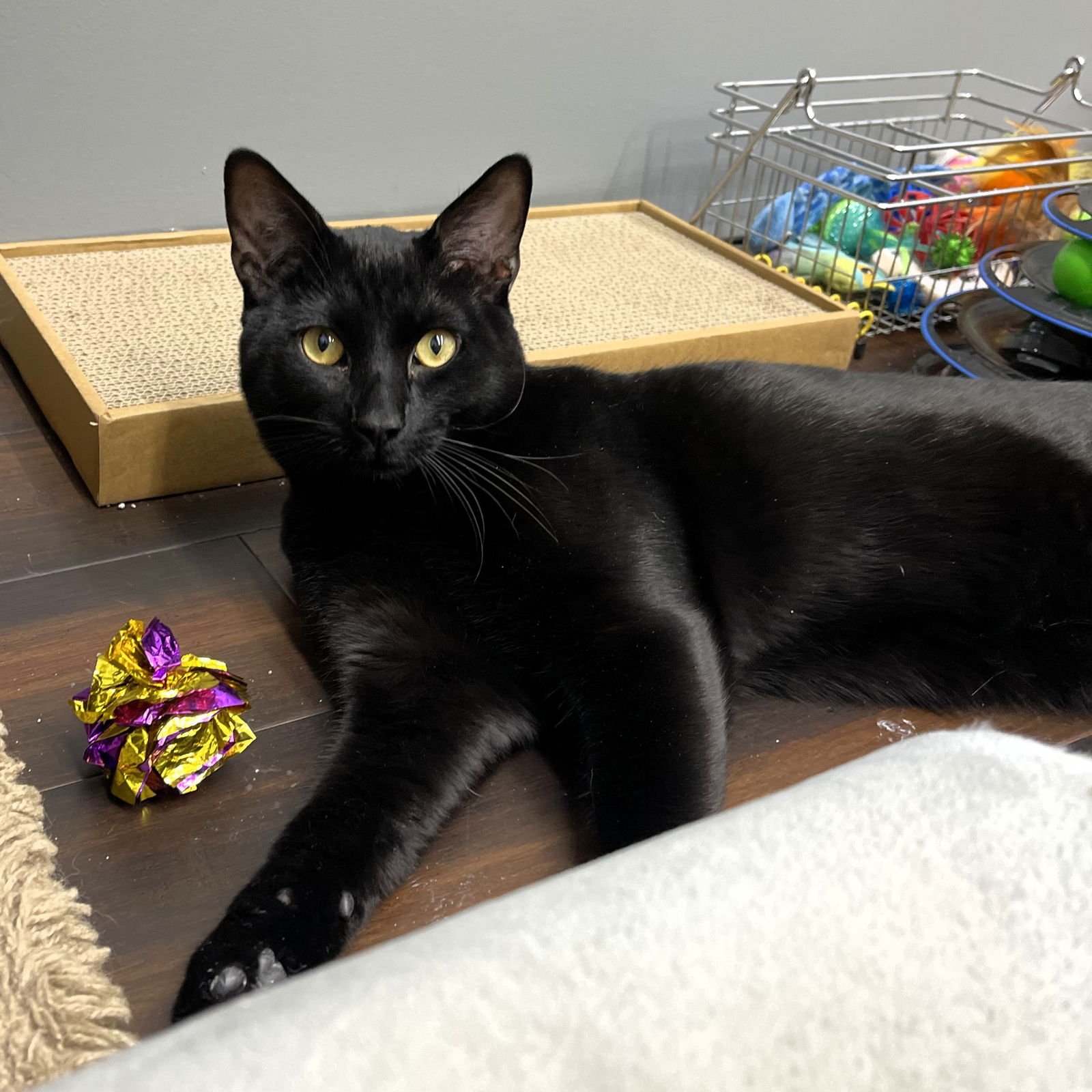 GROVER - Domestic Short Hair available for adoption