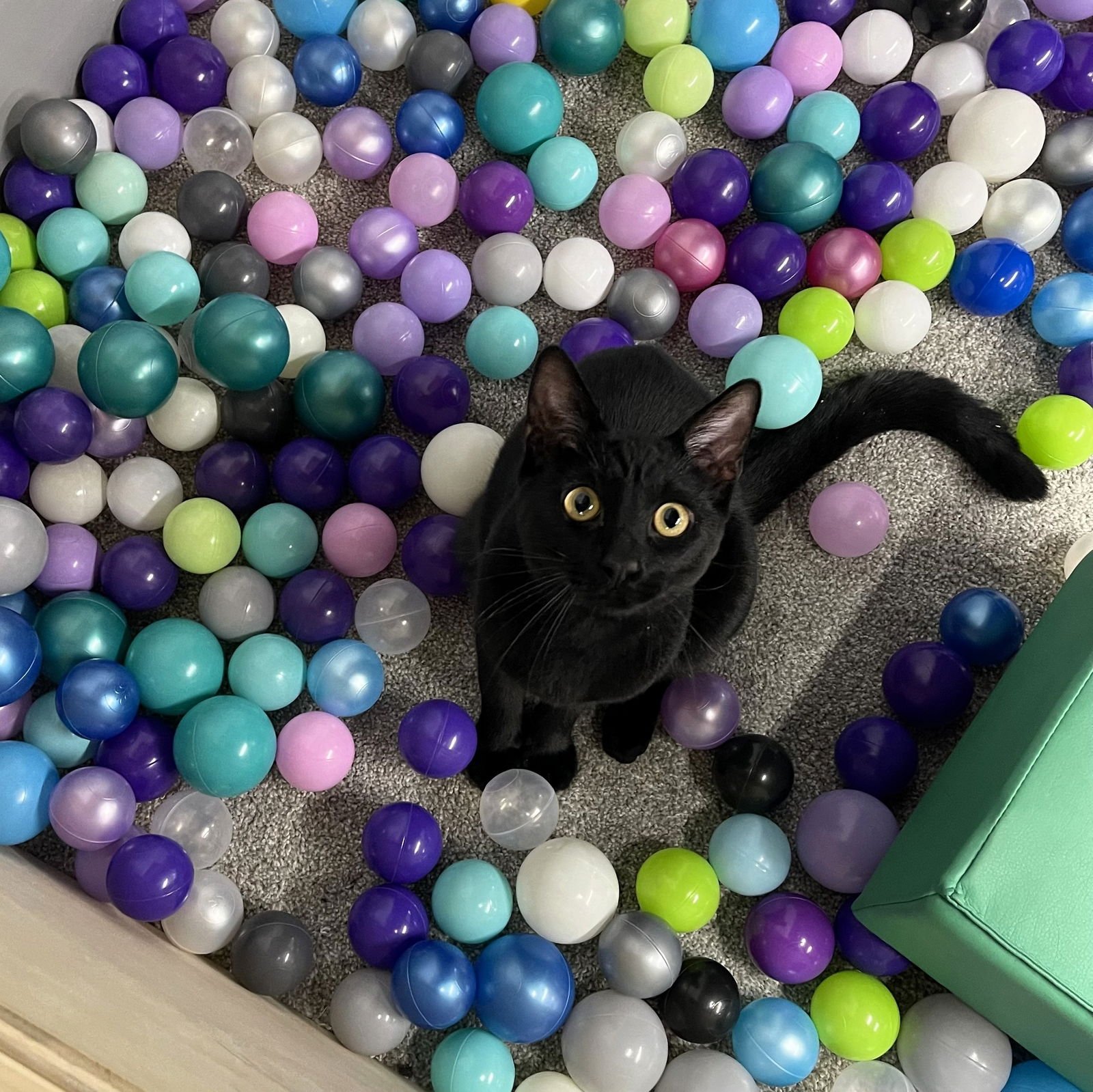 GROVER - Domestic Short Hair available for adoption