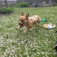 Betsy - Photo 4
