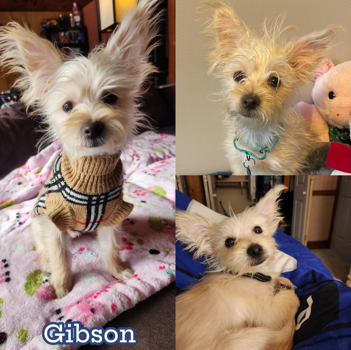 GIBSON - Yorkshire Terrier Yorkie / Poodle (Miniature) available for adoption