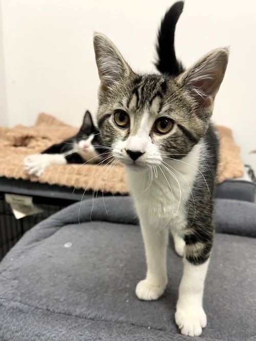 SNUFFLEUPAGUS - Domestic Short Hair available for adoption