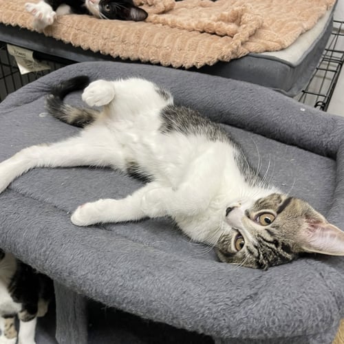 SNUFFLEUPAGUS - Domestic Short Hair available for adoption