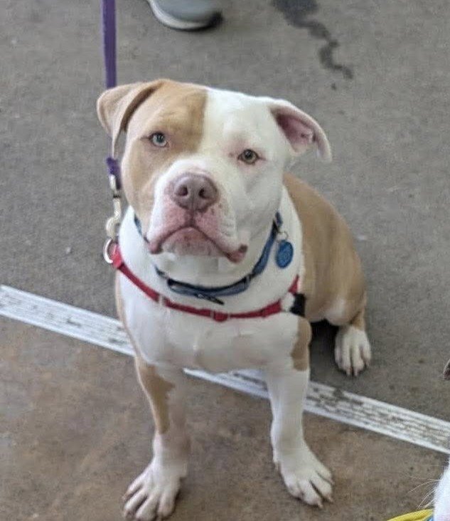 REGGIE - American Pit Bull Terrier available for adoption