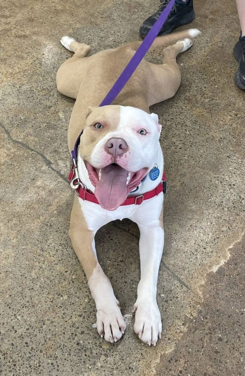 REGGIE - American Pit Bull Terrier available for adoption