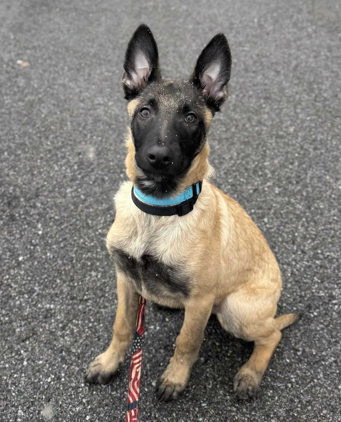 KNOX - Belgian Shepherd Malinois available for adoption