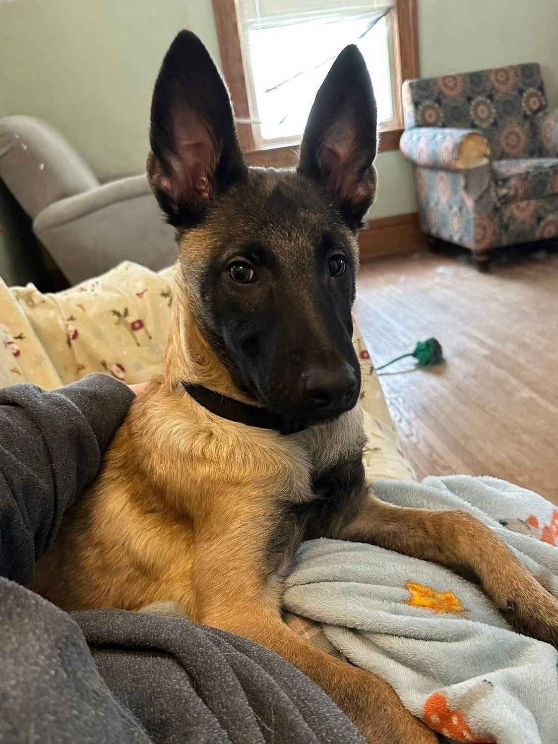 KNOX - Belgian Shepherd Malinois available for adoption