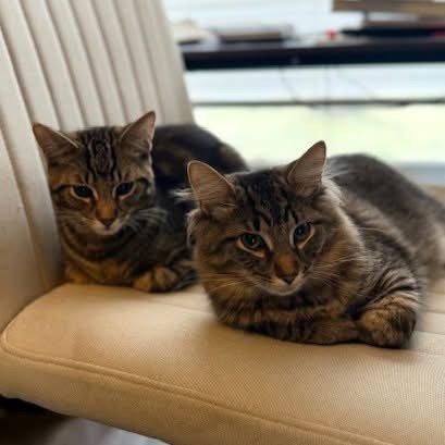 WHISKEY & BOURBON - Domestic Short Hair / Domestic Medium Hair available for adoption